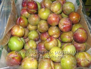 Plum - Image 4