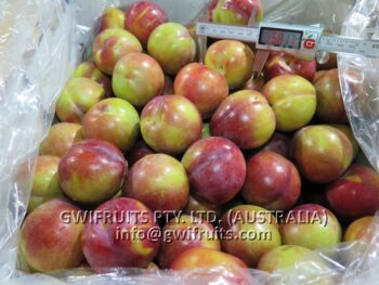 Plum - Image 2