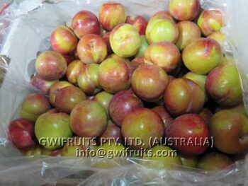 Plum - Image 3