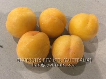 Apricot - Image 3