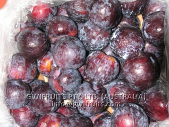 Red Plum - Image 3