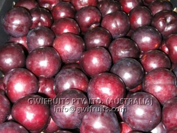 Red Plum