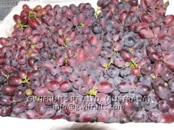 Seedless Grape (RED) - Image 5