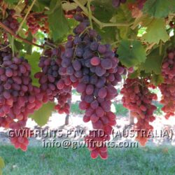 Seedless Grape (RED)