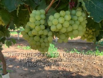 Seedless Grape (White) - Image 4