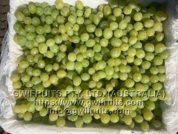 Seedless Grape (White) - Image 2