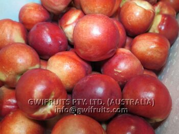 Nectarine
