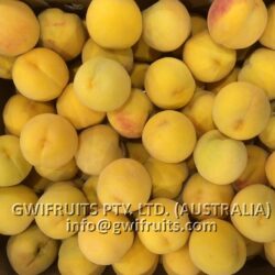 Yellow Peach