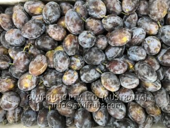 Sugar Plum - Image 2