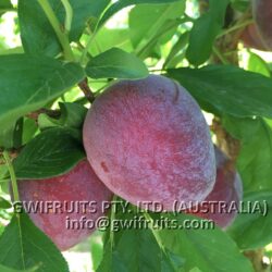 Plum