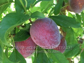 Plum