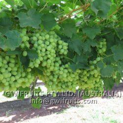 Seedless Grape (White)