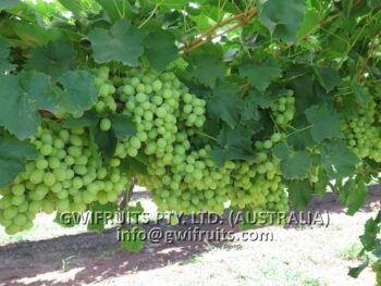 Seedless Grape (White)