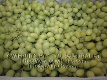 Seedless Grape (White) - Image 6