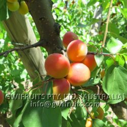 Apricot