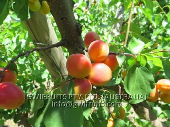 Apricot