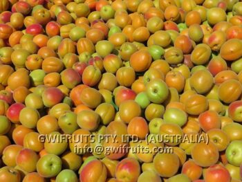 Apricot - Image 2